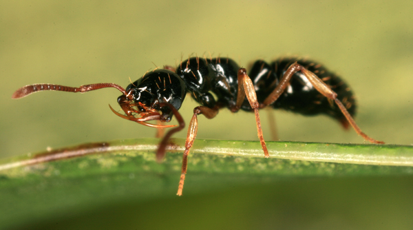 Thaumatomyrmex atrox